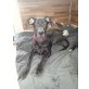 mia, Deutsche Dogge Welpen - Hündin