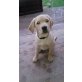 mia, Labrador Retriever - Hündin