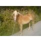 mikado, Haflinger - Wallach
