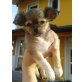 mikey carlos, Chihuahua langhaariger Schlag Welpen - Rüde