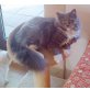 milla, Britisch Langhaar - Katze