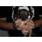 mini Chihuahua Welpen, Chihuahua langhaariger Schlag Welpen - Hündin
