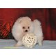 mini - Pomeranian  Welpen - Rüde