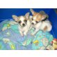 mini-Prinzessin Fiona, Chihuahua kurzhaariger Schlag Welpen - Hündin