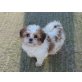mini Shih-Tzu Welpen, Shih Tzu - Hündin