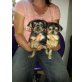 mini yorki und mini chihuahua mix Welpen - Hündin
