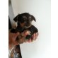 mini yorki und mini chihuahuamix - Hündin
