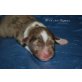 miniature australian shepherd - WELPEN , Australian Shepherd Dog Welpen - Hündin