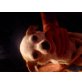 mira, Chihuahua kurzhaariger Schlag - Hündin