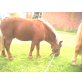 mirage, Shetland Pony - Hengst