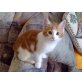 mischling - Kater