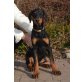 mit Papieren von Herz/Hüfte gesund Eltern, Dobermann Welpen - Hündin