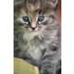 mix - Katze