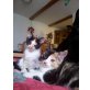 molly & otti, Mischling Hauskatze - Katze