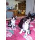 molly & otti, Mischling Hauskatze - Katze