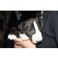 monthy, Bullterrier Welpen - Rüde