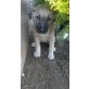 monty, Mix - Hündin