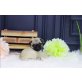 mops, Mops - Hündin