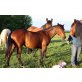 morgan, Morgan Horse - Hengst