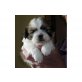 müller, Shih Tzu Welpen - Rüde