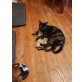 muffin, coockie, Main coon und Räderkatze - Katze