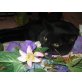 n, Britisch Kurzhaarkatze - Kater