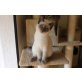 nala, Bildschöne Bkh blue point Katze mit Stammbaum - Katze