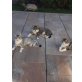 namenlos, Hauskatze - Katze