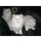 namenlos, Perser - Katze