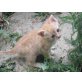 namenslos, Katzenbabys suchen ein neues zu Hause (gratis - Kater