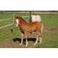 nardos, Welsh Mountain Pony - Hengst