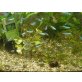 neonsalmler 2cm