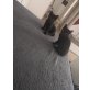 nero & Bruno, Babykater - Kater