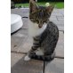 netter Kerl, europäisch Kurzhaar - Kater