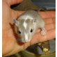 neugierige, hübsche Rennmaus Buben, Rennmäuse - männlich