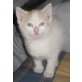 nicht bekannt - Kater
