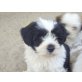 nicht haarend, Maltipoo  Westi Welpen - Hündin