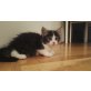 nicht vorhanden, Coonie mix - Katze