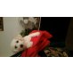 nicki, Bichon Frisé Welpen - Rüde