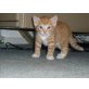no name, Katzenkinder sind da - Kater