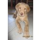 noch Namenlos, Labrador Retriever - Rüde