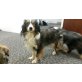 noch Namenlos, gerettete King Charles/Sheltiemixmädls suchen - Hündin