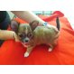 noch aussuchbar, Chihuahua langhaariger Schlag Welpen - Hündin