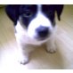 noch keine, Jack Russell Mutter Vater unbekannt Welpen - Rüde