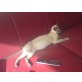 noch keine, Siamesen - Katze