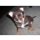noch keinen, Chihuahua kurzhaariger Schlag Welpen - Rüde