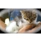 noch keinen, Maine-coon/Hauskatze - Katze