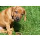 noch keiner, Rhodesian Ridgeback Welpen - Hündin