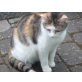 noch namenlos :(, Glückskatze Tricolor - Katze