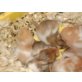 noch nicht vergeben, Goldhamster - männlich